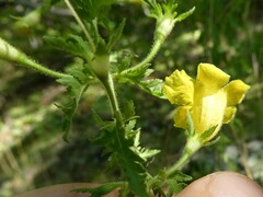 Aureolaria pedicularia intercedens