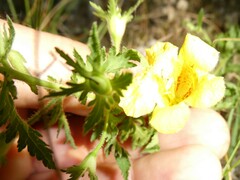 Aureolaria pedicularia intercedens