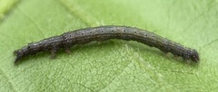 Catocala lineella