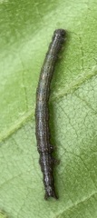 Catocala lineella