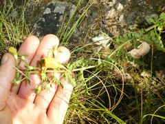 Aureolaria pedicularia intercedens