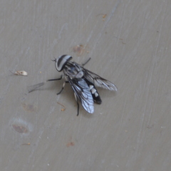 Tabanus trimaculatus