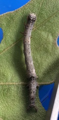 Catocala lineella