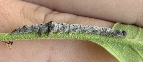 Little Lined Underwing photo 3