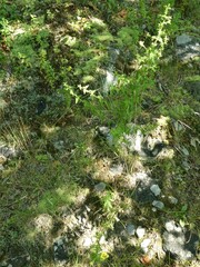 Aureolaria pedicularia intercedens