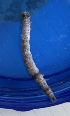 Catocala lineella