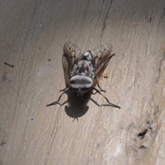 Tabanus trimaculatus