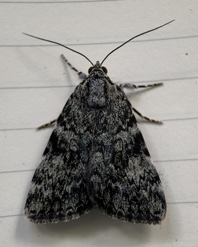 Little Lined Underwing photo 4