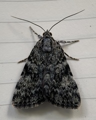Catocala lineella
