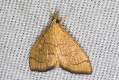 Udea octosignalis