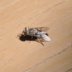 Tabanus trimaculatus