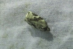 Archips mortuana