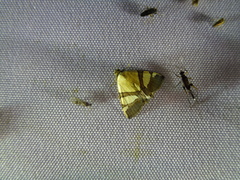 Eulepidotis julianata