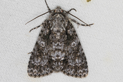 Acronicta marmorata