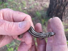 Plestiodon multivirgatus