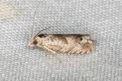 Eucosma apacheana