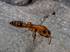 Pseudomyrmex simplex