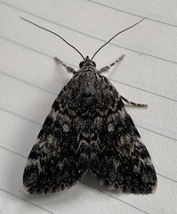 Catocala lineella