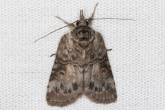 Nycteola