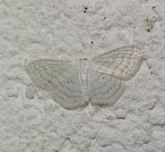 Scopula caricaria
