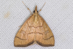Udea octosignalis