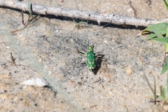 Ellipsoptera marutha