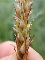 Carex atherodes