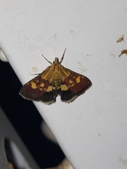 Pyrausta falcatalis