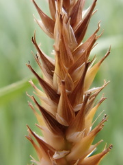 Carex atherodes