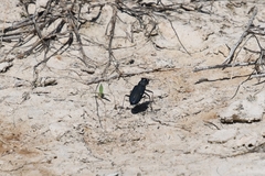 Cicindela nigrocoerulea