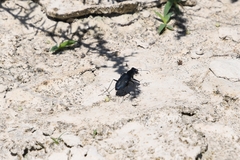 Cicindela nigrocoerulea