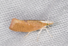 Ypsolopha