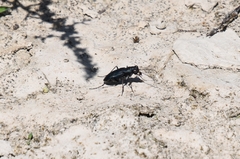 Cicindela nigrocoerulea