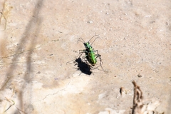 Ellipsoptera marutha