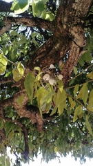 Ehretia latifolia