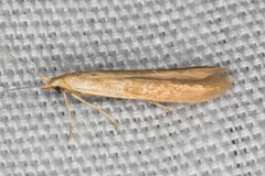 Coleophora glaucella