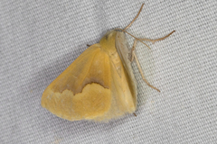 Sabulodes spoliata