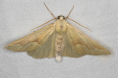 Sabulodes spoliata