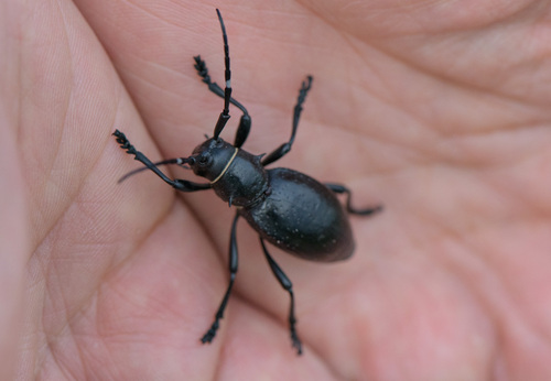 Giant Cactus Longhorn Beetle
