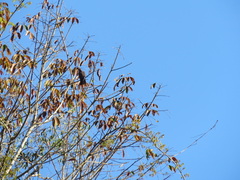 Patagioenas plumbea