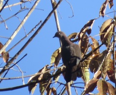 Patagioenas plumbea