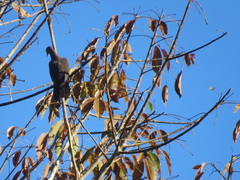 Patagioenas plumbea