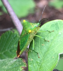 Acanthosoma labiduroides
