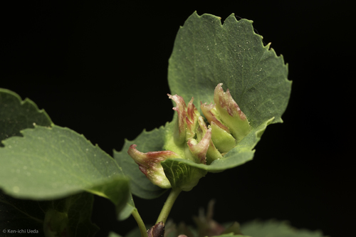 iNaturalist observation photo of Blaesodiplosis