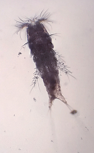 Representative image of Canuella