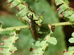 Eutolmus rufibarbis