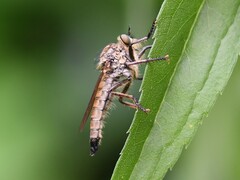 Eutolmus rufibarbis