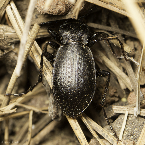 iNaturalist observation photo of Gravel Ground Beetle