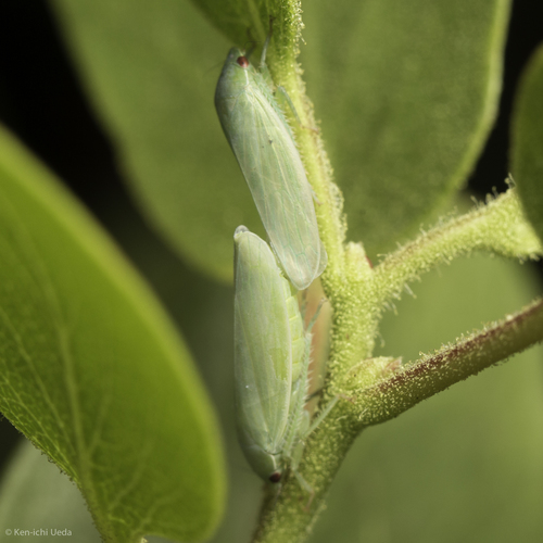 iNaturalist observation photo of Gyponana