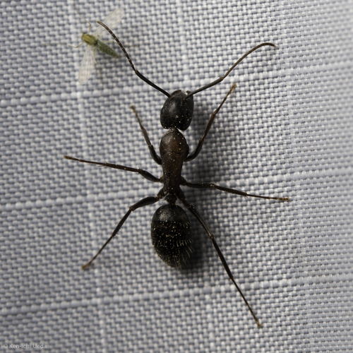 iNaturalist observation photo of Carpenter Ants, Typical Sugar Ants and Allies